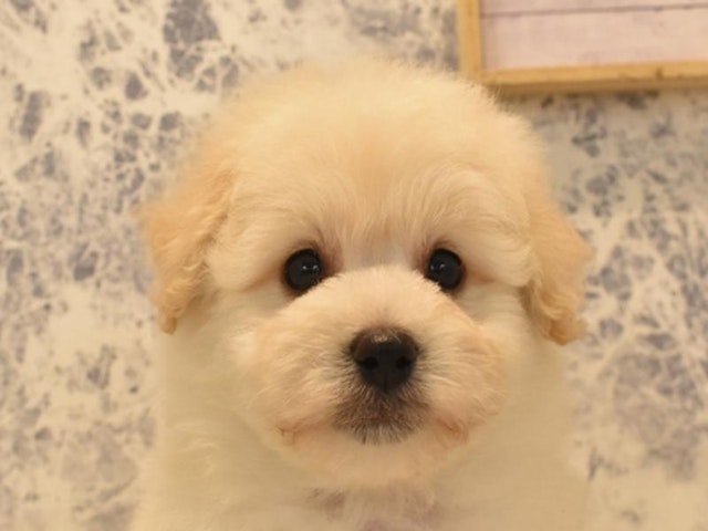 静岡県のハーフ犬 (ペッツワン伊東店/2024年3月9日生まれ/男の子/アプリコット)の子犬